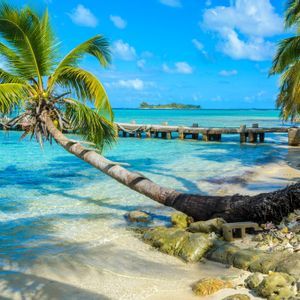 Un palmier se penche au-dessus d'un rivage sablonneux vers une eau turquoise et limpide, avec une jetée en bois et une petite île en arrière-plan.