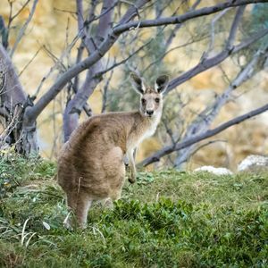 Un canguro marrón se para en una ladera verde y cubierta de hierba, mirando hacia la cámara con árboles de fondo.