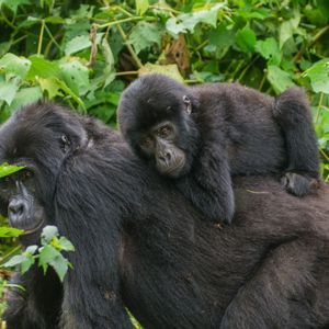 Un cucciolo di gorilla si riposa sulla schiena di un gorilla adulto tra il fitto fogliame verde della giungla.