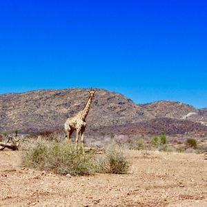 Una giraffa si erge in un paesaggio di savana secca con montagne sotto un cielo azzurro brillante.