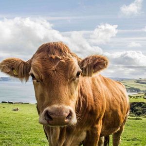 Una vaca marrón mira a la cámara, de pie en un pasto verde con colinas onduladas y el mar de fondo.