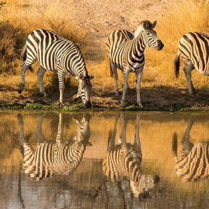 Quattro zebre che bevono da una pozza d'acqua, i loro riflessi striati visibili nell'acqua calma.