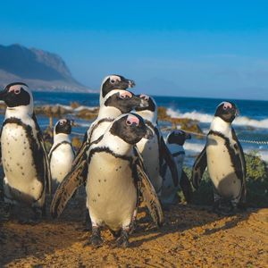 Eine Gruppe Pinguine steht auf einer sandigen Klippe mit Blick auf das Meer und Berge im Hintergrund.