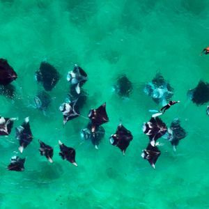 Vue aérienne d'un voyage de groupe WeRoad faisant du snorkeling aux côtés d'un grand banc de raies manta dans une eau claire et turquoise.