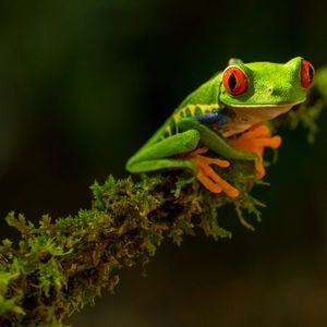 Una rana arborícola de ojos rojos con piel verde brillante y patas naranjas se posa sobre una rama cubierta de musgo.