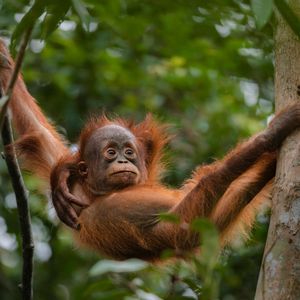 Un giovane orangutan dal pelo arancione pende tra un tronco d'albero e una liana in una giungla lussureggiante.