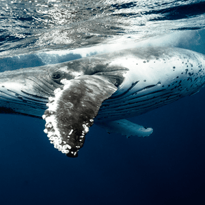 Una balena megattera con cirripedi sulla pinna nuota appena sotto la superficie increspata del profondo oceano blu.