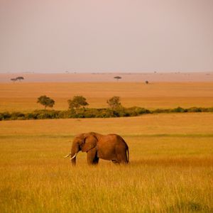 An African elephant with tusks stands in tall, golden grass in a vast savanna under a hazy sky.