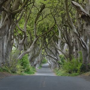 A paved road disappears into a tunnel formed by the interlocking, gnarled branches of large trees.