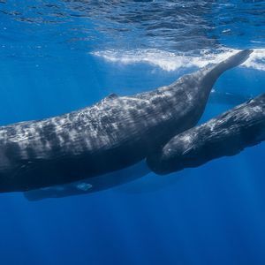 Un cachalote adulto y su cría nadan juntos justo bajo la superficie en las claras aguas azules del océano.