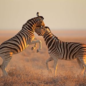 Due zebre giocosamente lottano in una savana polverosa al tramonto, con una che si impenna e un piccolo uccello appollaiato sulla sua testa.