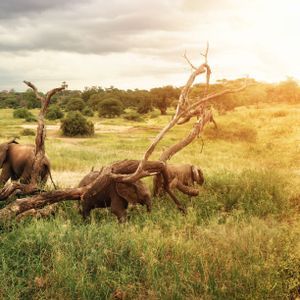 Eine WeRoad-Gruppe fotografiert bei Sonnenuntergang von einem Safari-Jeep aus eine Elefantenherde in einer grasbewachsenen Savanne.