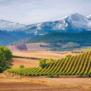 Reihen von Weinbergen auf sanften Hügeln mit Flickenteppich-Feldern und einer Kulisse von schneebedeckten Bergen.