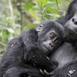 Un cucciolo di gorilla si riposa contro il petto della madre, adagiato tra il fogliame verde di una foresta.