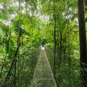 Un largo puente colgante de metal con barandillas de malla se extiende hacia una exuberante y verde bóveda de la selva.