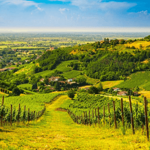 Filari di viti su dolci colline verdi si affacciano su una vasta valle con borghi sparsi sotto un cielo parzialmente nuvoloso.