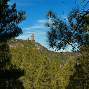 Un lontano monolito roccioso su un crinale montuoso boscoso, incorniciato da rami di pino in silhouette sotto un cielo azzurro limpido.