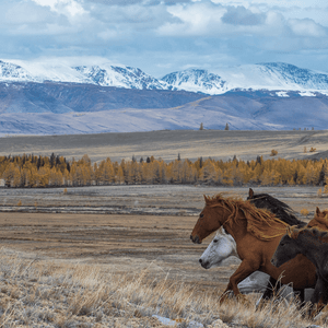 Una mandria di cavalli galoppa in una vasta pianura, con alberi autunnali e montagne innevate a fare da sfondo sotto un cielo nuvoloso.