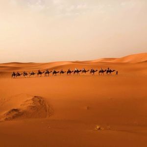 Un voyage en groupe WeRoad en caravane de chameaux à travers les vastes dunes de sable orange du désert.