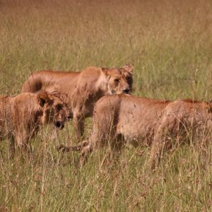 A pride of lions, including a lioness and cubs, walks through a field of tall, dry grass.