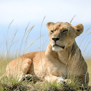 Una leona descansa sobre un montículo de hierba, con altas briznas de hierba en primer plano y un cielo azul pálido detrás.