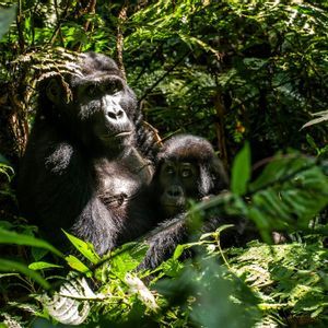 Ein erwachsener Gorilla sitzt mit seinem Baby in einem sonnendurchfluteten Dschungel, umgeben von üppigem Grün.