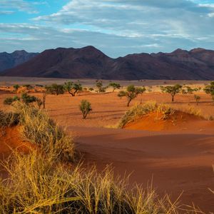 Un paesaggio desertico con dune di sabbia rossa, alberi sparsi e una catena montuosa in lontananza sotto un cielo blu.