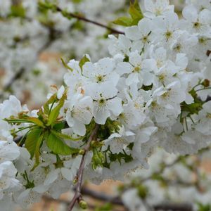 Primer plano de una rama de árbol en plena floración, con densos racimos de pequeñas flores blancas y nuevas hojas verdes.
