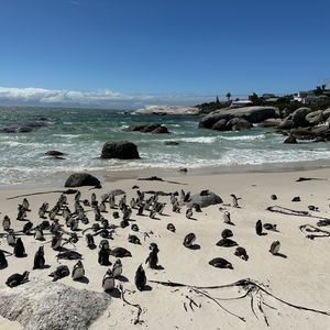Una vasta colonia di pinguini si è radunata su una spiaggia sabbiosa, accanto alle onde dell'oceano, sotto un cielo azzurro.