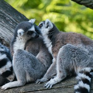 Deux lémuriens à queue annelée sont assis côte à côte sur une branche d'arbre, l'un blottissant sa joue contre celle de l'autre, sur fond vert.