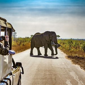 A WeRoad group trip on a safari jeep photographs a large elephant crossing a road in the savanna.