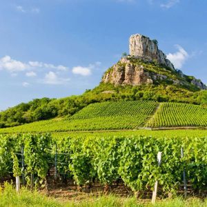 Un vigneto lussureggiante e verde copre una collina ondulata che porta a una grande formazione rocciosa sotto un cielo azzurro brillante con nuvole bianche.