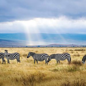 Un branco di cinque zebre al pascolo in una vasta savana con raggi di sole che filtrano tra le nuvole sopra montagne lontane.