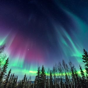 Grüne und violette Nordlichter erleuchten den sternenklaren Nachthimmel über einem silhouettierten Wald.