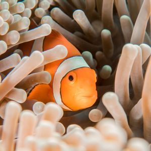 Un pesce pagliaccio arancione e bianco fa capolino tra i tentacoli di un'anemone di mare.