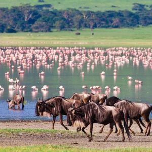 A herd of wildebeest and a single zebra walk along the shore of a lake teeming with pink flamingos.