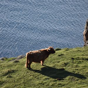 A brown Highland cow stands on a grassy cliffside overlooking the blue sea during the day.