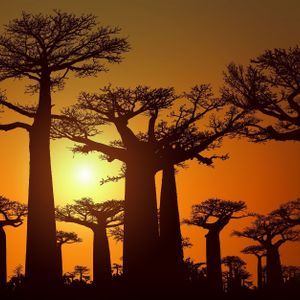 Un gruppo di imponenti baobab si stagliano contro un vibrante tramonto arancione e giallo.