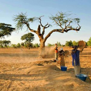 Tres mujeres criban grano con cestas tejidas en un campo seco y soleado bajo un árbol nudoso, creando una nube de paja.
