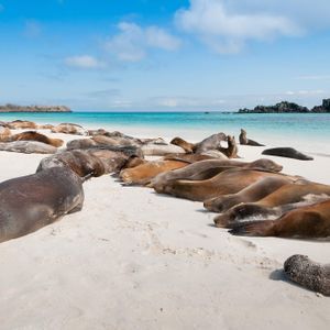 Una colonia di leoni marini riposa su una spiaggia di sabbia bianca, accanto ad acque turchesi cristalline, sotto un cielo azzurro.