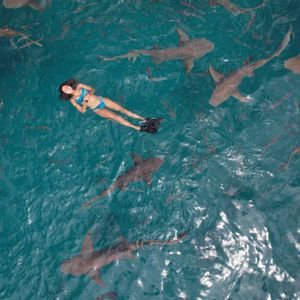 Una ripresa aerea di una donna in bikini e pinne che galleggia sulla schiena in acqua turchese, circondata da numerosi squali.