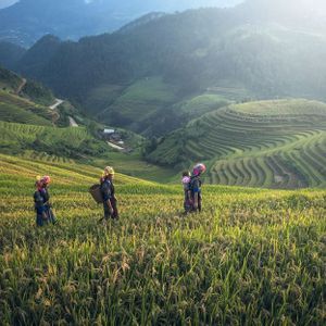 Four women in traditional clothing walk through a terraced rice field, with lush green mountains in the background.