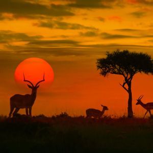 Sagome di antilopi e un albero di acacia sulla savana, stagliate contro un grande sole basso durante un tramonto arancione.