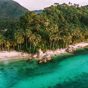 An aerial view of a tropical beach with clear turquoise water, bordered by a dense forest of palm trees and a green hill.