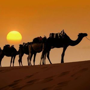 Silhouette einer Person, die ein Kamel über eine Sanddüne vor einem leuchtend orangefarbenen Himmel führt.