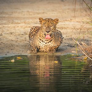 Un leopardo giace su una sponda sabbiosa accanto all'acqua, con la lingua di fuori e il suo riflesso visibile.