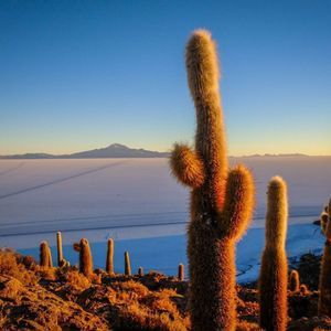 Cactus altos capturan la luz del amanecer en una colina rocosa que domina un vasto salar blanco y montañas distantes.