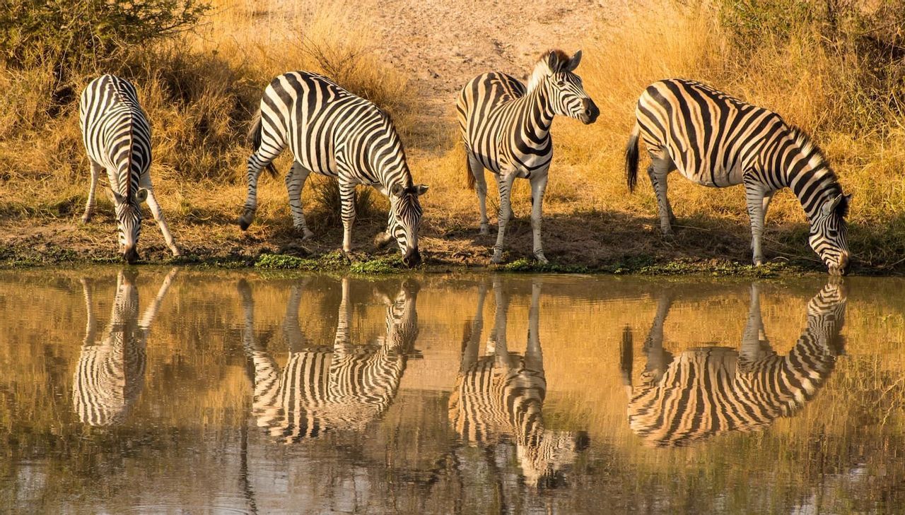 game-safari-south-africa-tour