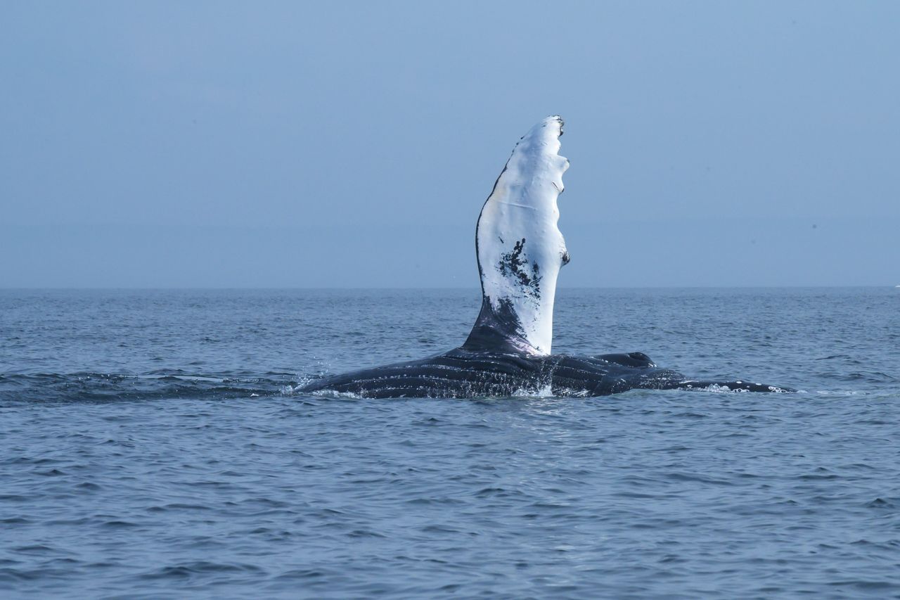 whale-watching.jpg