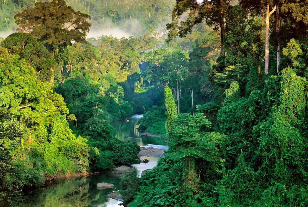 borneorainforest.jpg